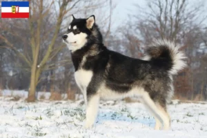 Lire la suite à propos de l’article Alaskan Malamute éleveurs et chiots dans le Schleswig-Holstein