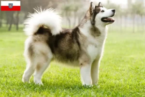 Lire la suite à propos de l’article Alaskan Malamute Éleveurs et chiots en Thuringe