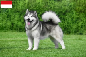 Lire la suite à propos de l’article Alaskan Malamute Éleveurs et chiots à Vienne