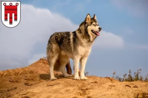 Lire la suite à propos de l’article Éleveurs d’Alaskan Malamute et chiots dans le Vorarlberg