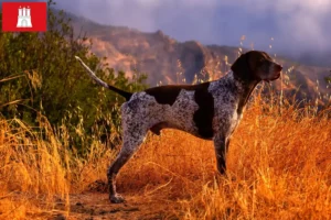 Lire la suite à propos de l’article Éleveurs et chiots à poil court allemand à Hambourg