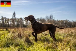 Lire la suite à propos de l’article Éleveurs de chiens à poil court allemand et chiots en Sarre