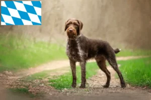 Lire la suite à propos de l’article Éleveurs et chiots de chiens à poil dur en Bavière