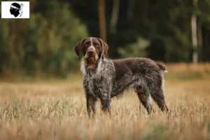 Lire la suite à propos de l’article Éleveurs de chiens à poil dur et chiots en Corse