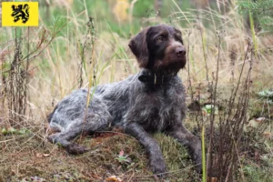 Lire la suite à propos de l’article Éleveurs et chiots de chiens à poil dur en Flandre