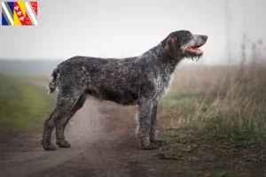 Lire la suite à propos de l’article Éleveurs et chiots de chiens allemands à poil dur dans le Grand Est