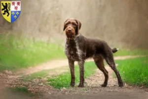 Lire la suite à propos de l’article Éleveurs et chiots de chiens allemands à poil dur en Hauts-de-France