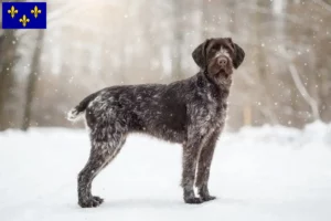 Lire la suite à propos de l’article Éleveurs et chiots de chiens allemands à poil dur en Île-de-France