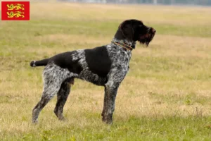 Lire la suite à propos de l’article Eleveurs de chiens à poil dur et de chiots en Normandie