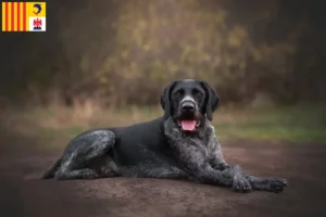 Lire la suite à propos de l’article Eleveurs de chiens à poil dur et de chiots en Provence-Alpes-Côte d’Azur