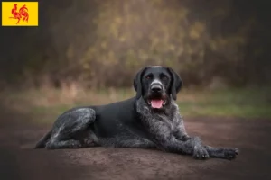 Lire la suite à propos de l’article Éleveurs et chiots de chiens allemands à poil dur en Région wallonne