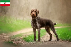 Lire la suite à propos de l’article Éleveurs de chiens à poil dur et chiots en Rhénanie-du-Nord-Westphalie