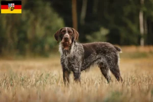 Lire la suite à propos de l’article Éleveurs de chiens à poil dur et chiots en Sarre