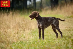 Lire la suite à propos de l’article Éleveurs et chiots à poil court allemand en Normandie