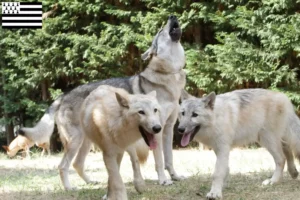 Lire la suite à propos de l’article Éleveurs de chiens-loups américains et chiots en Bretagne