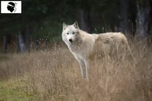 Lire la suite à propos de l’article Éleveurs de Wolfhounds américains et chiots en Corse