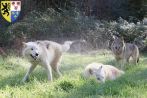 Lire la suite à propos de l’article Éleveurs de Wolfhounds américains et chiots en Hauts-de-France