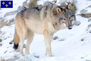 Lire la suite à propos de l’article Éleveurs de Wolfhounds américains et chiots en Île-de-France