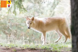 Lire la suite à propos de l’article Éleveurs de Wolfhounds américains et chiots en Provence-Alpes-Côte d’Azur