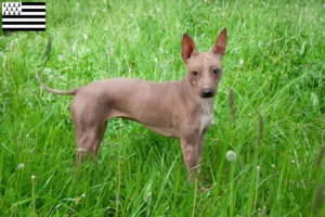 Lire la suite à propos de l’article Éleveurs d’American Hairless Terrier et chiots en Bretagne