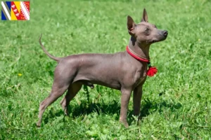 Lire la suite à propos de l’article Éleveurs et chiots d’American Hairless Terrier en Grand Est