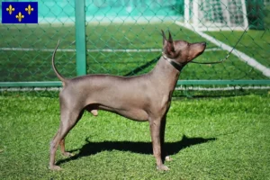 Lire la suite à propos de l’article Éleveurs et chiots d’American Hairless Terrier en Île-de-France