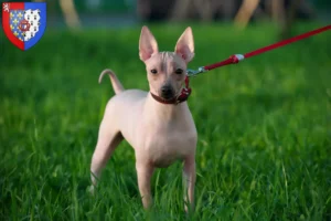 Lire la suite à propos de l’article Éleveurs et chiots d’American Hairless Terrier en Pays de la Loire