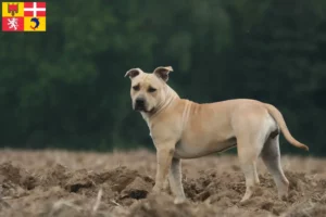 Lire la suite à propos de l’article Éleveurs de Staffordshire Terrier américain et chiots en Auvergne-Rhône-Alpes