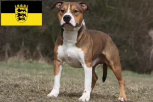 Lire la suite à propos de l’article Éleveurs de Staffordshire Terrier américain et chiots dans le Bade-Wurtemberg