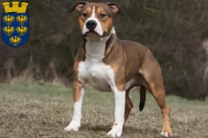 Lire la suite à propos de l’article Éleveurs de Staffordshire Terrier américain et chiots en Basse-Autriche