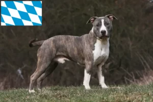Lire la suite à propos de l’article Éleveurs de Staffordshire Terrier américain et chiots en Bavière