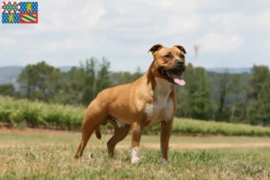 Lire la suite à propos de l’article Éleveurs de Staffordshire Terrier américain et chiots en Bourgogne-Franche-Comté