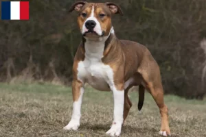 Lire la suite à propos de l’article Éleveurs de Staffordshire Terrier américain et chiots en Guadeloupe