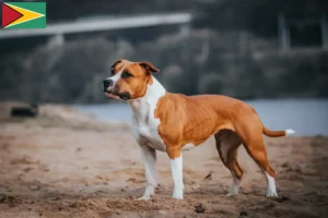 Lire la suite à propos de l’article Éleveurs de Staffordshire Terrier américain et chiots en Guyane