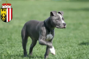 Lire la suite à propos de l’article Éleveurs de Staffordshire Terrier américain et chiots en Haute-Autriche