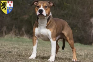 Lire la suite à propos de l’article Éleveurs de Staffordshire Terrier américain et chiots en Hauts-de-France