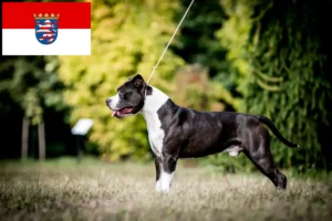 Lire la suite à propos de l’article Éleveurs de Staffordshire Terrier américain et chiots en Hesse