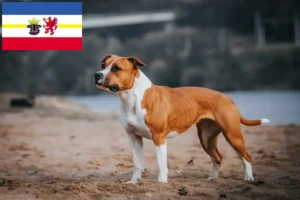 Lire la suite à propos de l’article Éleveurs de Staffordshire Terrier américain et chiots dans le Mecklembourg-Poméranie occidentale