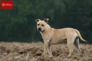 Lire la suite à propos de l’article Éleveurs de Staffordshire Terrier américain et chiots en Occitanie