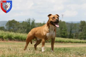 Lire la suite à propos de l’article Éleveurs de Staffordshire Terrier américain et chiots en Pays de la Loire