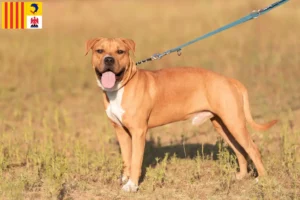 Lire la suite à propos de l’article Éleveurs de Staffordshire Terrier américain et chiots en Provence-Alpes-Côte d’Azur