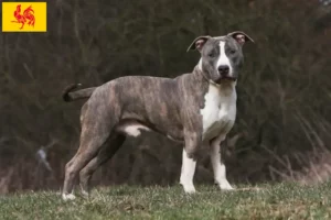 Lire la suite à propos de l’article Éleveurs de Staffordshire Terrier américain et chiots en Région wallonne