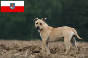 Lire la suite à propos de l’article Éleveurs de Staffordshire Terrier américain et chiots en Thuringe