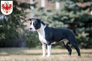 Lire la suite à propos de l’article Éleveurs de Staffordshire Terrier américain et chiots au Tyrol