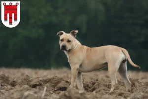 Lire la suite à propos de l’article Éleveurs de Staffordshire Terrier américain et chiots dans le Vorarlberg