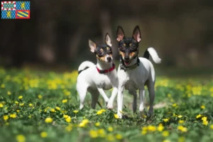 Lire la suite à propos de l’article Éleveurs d’American Toy Terrier et chiots en Bourgogne-Franche-Comté