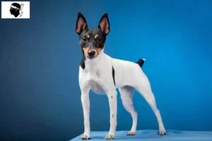 Lire la suite à propos de l’article Éleveurs d’American Toy Terrier et chiots en Corse