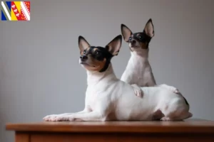 Lire la suite à propos de l’article Éleveurs et chiots d’American Toy Terrier dans le Grand Est