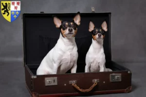 Lire la suite à propos de l’article Éleveurs et chiots d’American Toy Terrier en Hauts-de-France