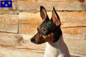 Lire la suite à propos de l’article Éleveurs et chiots d’American Toy Terrier en Île-de-France